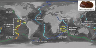 Connectivity and divergence of symbiotic bacteria of deep-sea hydrothermal vent mussels in relation to the structure and dynamics of mid-ocean ridges